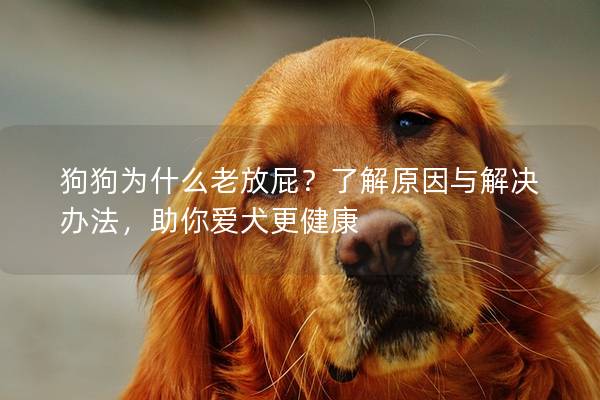 狗狗為什么老放屁？了解原因與解決辦法，助你愛犬更健康