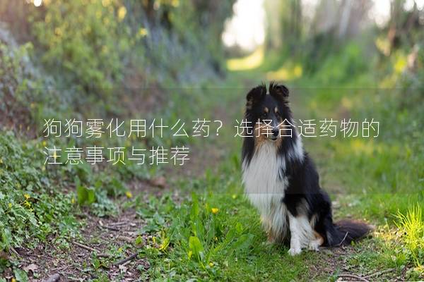 狗狗霧化用什么藥？選擇合適藥物的注意事項與推薦