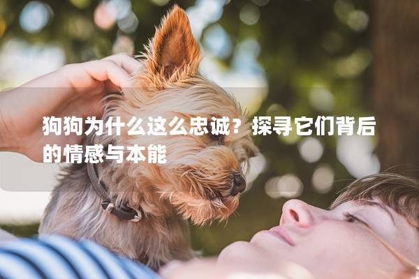 狗狗為什么這么忠誠？探尋它們背后的情感與本能