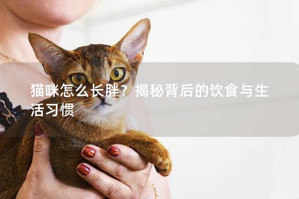 貓咪怎么長胖？揭秘背后的飲食與生活習慣