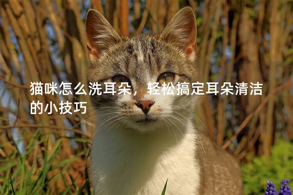 貓咪怎么洗耳朵，輕松搞定耳朵清潔的小技巧