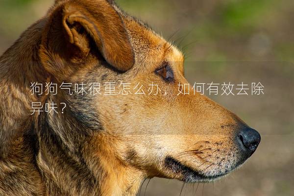 狗狗氣味很重怎么辦，如何有效去除異味？