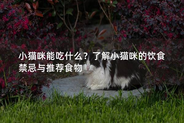 小貓咪能吃什么？了解小貓咪的飲食禁忌與推薦食物