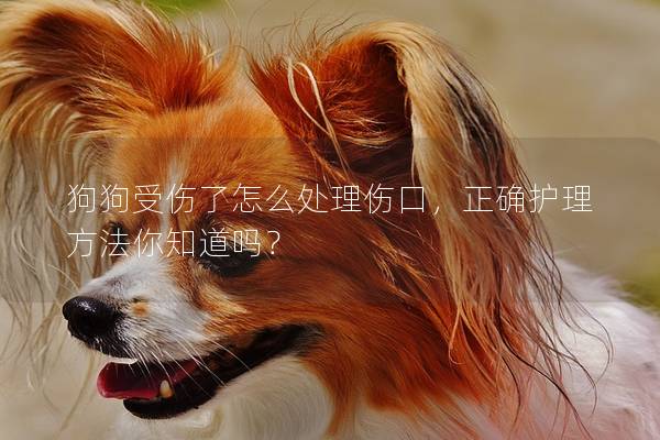 狗狗受傷了怎么處理傷口，正確護理方法你知道嗎？