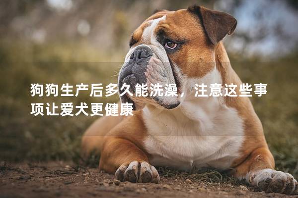狗狗生產(chǎn)后多久能洗澡，注意這些事項(xiàng)讓愛(ài)犬更健康