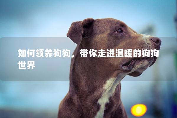 如何領(lǐng)養(yǎng)狗狗，帶你走進溫暖的狗狗世界