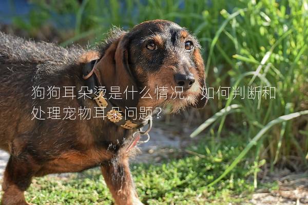 狗狗耳朵燙是什么情況，如何判斷和處理寵物耳朵問題？