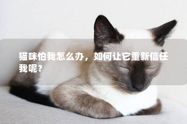 貓咪怕我怎么辦，如何讓它重新信任我呢？