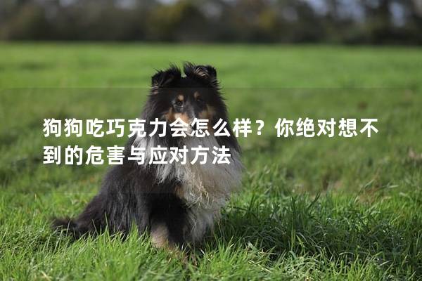 狗狗吃巧克力會怎么樣？你絕對想不到的危害與應對方法