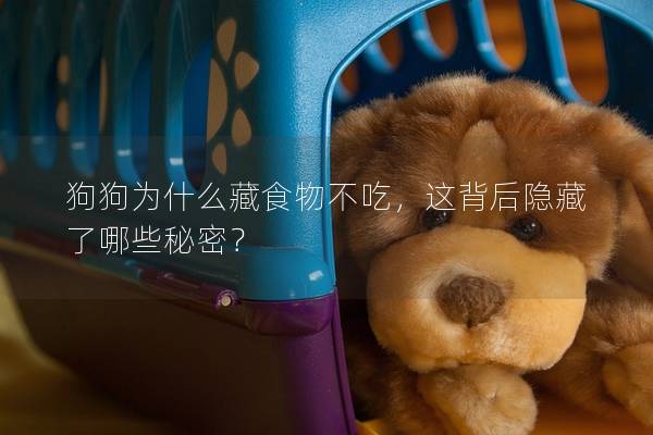 狗狗為什么藏食物不吃，這背后隱藏了哪些秘密？