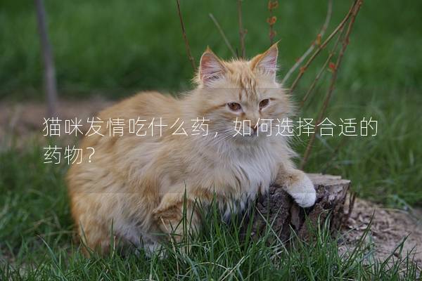 貓咪發情吃什么藥，如何選擇合適的藥物？