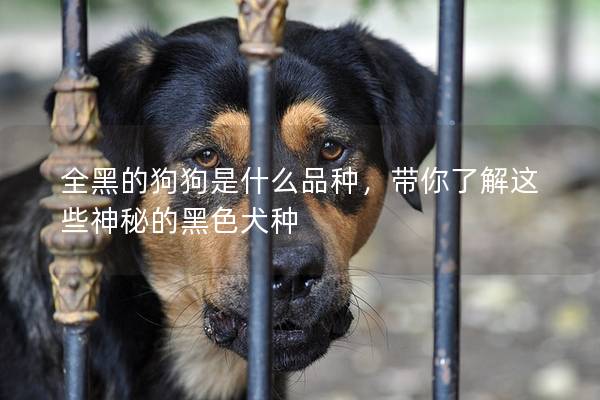 全黑的狗狗是什么品種，帶你了解這些神秘的黑色犬種