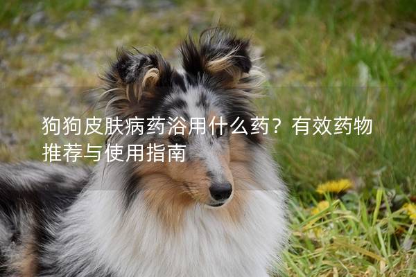 狗狗皮膚病藥浴用什么藥？有效藥物推薦與使用指南