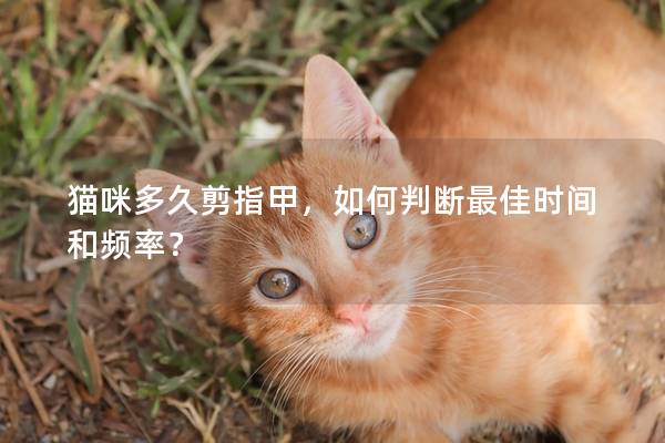 貓咪多久剪指甲,如何判斷最佳時間和頻率? 貓咪多久剪指甲,如何判斷最佳時間和頻率?