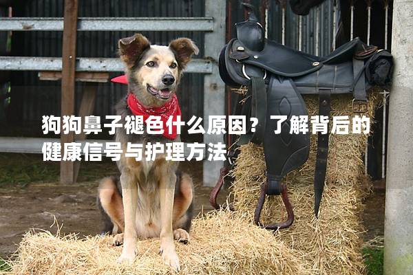 狗狗鼻子褪色什么原因？了解背后的健康信號與護理方法