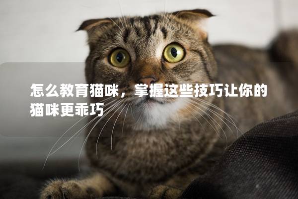 怎么教育貓咪,掌握這些技巧讓你的貓咪更乖巧 怎么教育貓咪,掌握這些技巧讓你的貓咪更乖巧