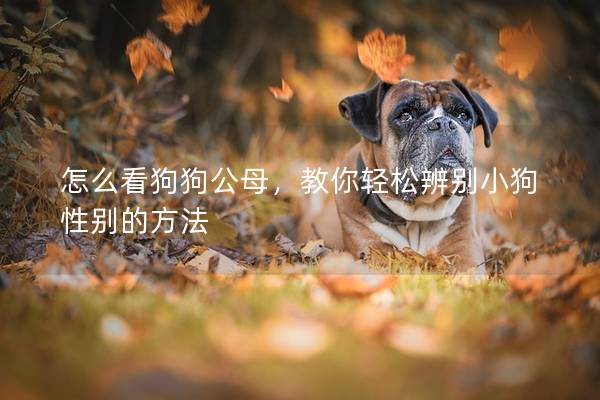 怎么看狗狗公母，教你輕松辨別小狗性別的方法
