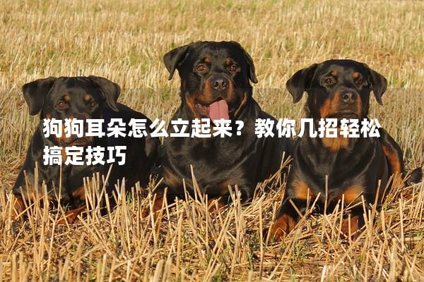 狗狗耳朵怎么立起來？教你幾招輕松搞定技巧