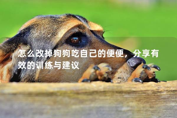 怎么改掉狗狗吃自己的便便，分享有效的訓練與建議