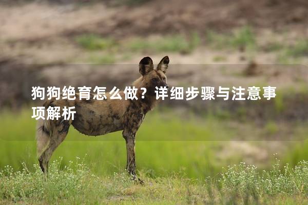 狗狗絕育怎么做？詳細步驟與注意事項解析