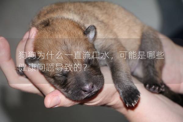 狗狗為什么一直流口水，可能是哪些健康問題導致的？
