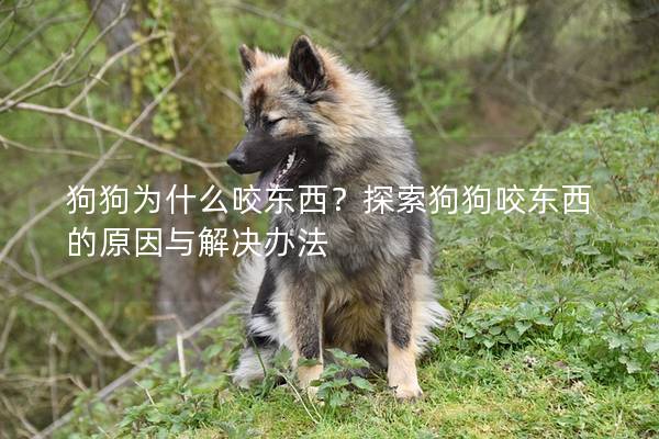 狗狗為什么咬東西？探索狗狗咬東西的原因與解決辦法