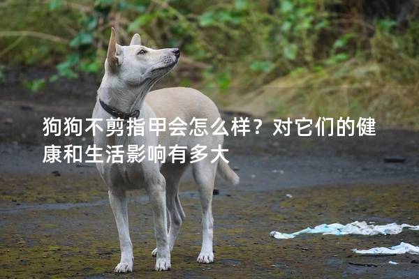 狗狗不剪指甲會怎么樣？對它們的健康和生活影響有多大