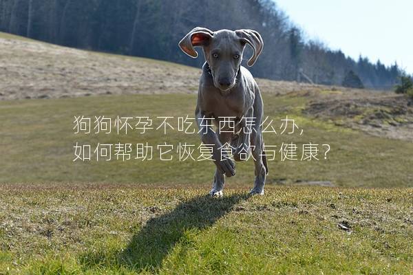 狗狗懷孕不吃東西怎么辦, 如何幫助它恢復(fù)食欲與健康？