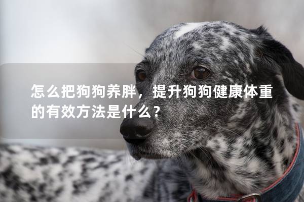 怎么把狗狗養(yǎng)胖，提升狗狗健康體重的有效方法是什么？