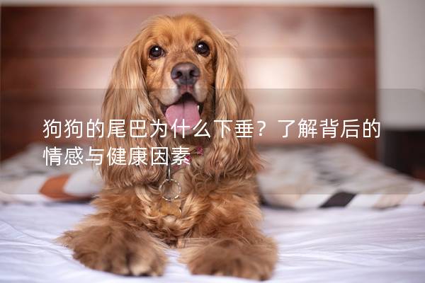 狗狗的尾巴為什么下垂？了解背后的情感與健康因素