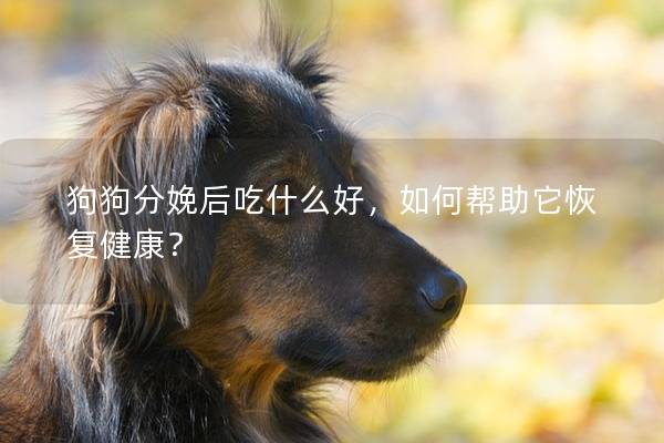 狗狗分娩后吃什么好，如何幫助它恢復健康？