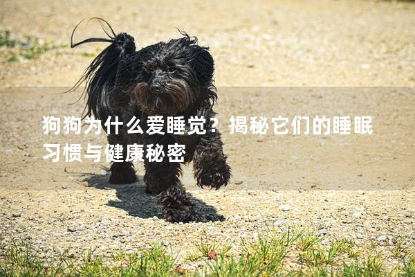狗狗為什么愛睡覺?揭秘它們的睡眠習慣與健康秘密 狗狗為什么愛睡覺?揭秘它們的睡眠習慣與健康秘密
