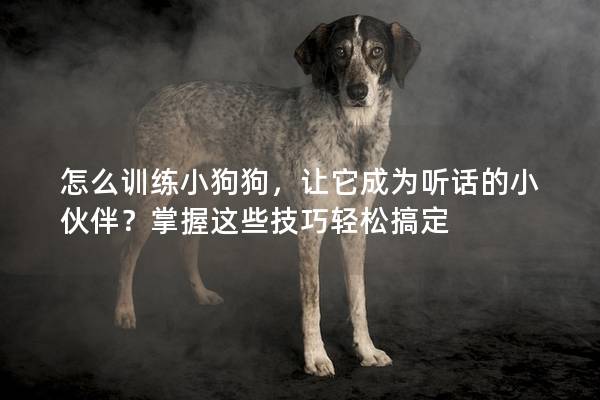 怎么訓練小狗狗，讓它成為聽話的小伙伴？掌握這些技巧輕松搞定