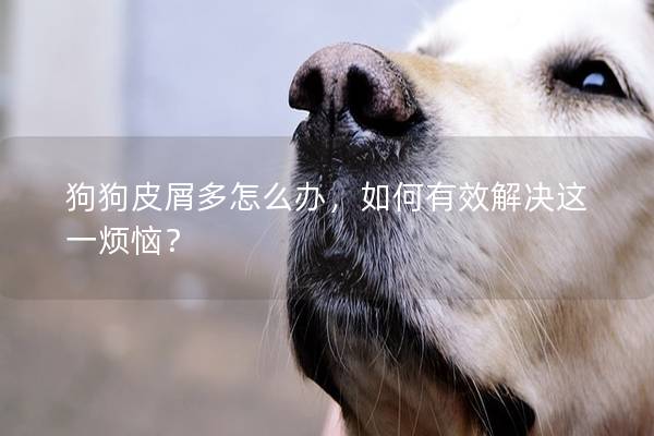狗狗皮屑多怎么辦，如何有效解決這一煩惱？