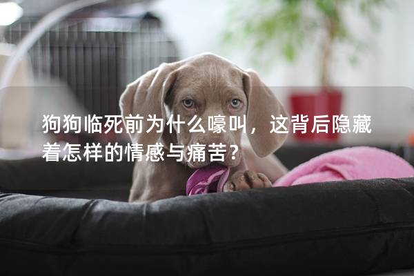 狗狗臨死前為什么嚎叫，這背后隱藏著怎樣的情感與痛苦？