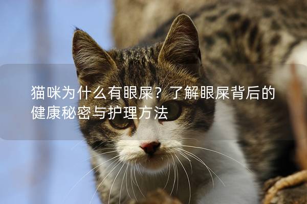 貓咪為什么有眼屎？了解眼屎背后的健康秘密與護(hù)理方法