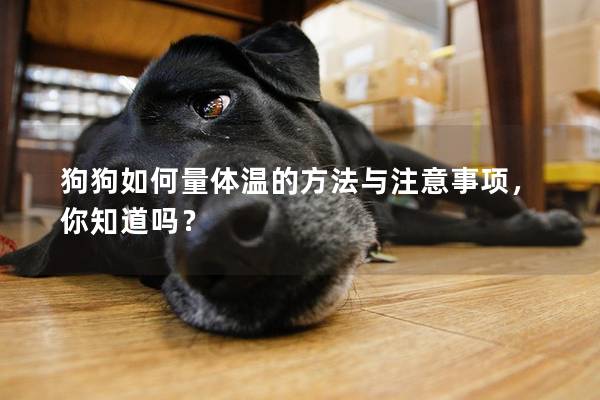 狗狗如何量體溫的方法與注意事項，你知道嗎？