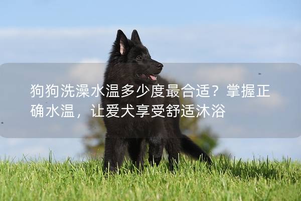 狗狗洗澡水溫多少度最合適？掌握正確水溫，讓愛犬享受舒適沐浴