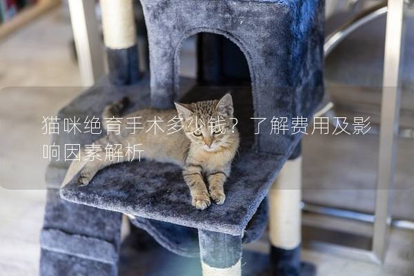 貓咪絕育手術多少錢？了解費用及影響因素解析