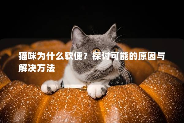 貓咪為什么軟便？探討可能的原因與解決方法