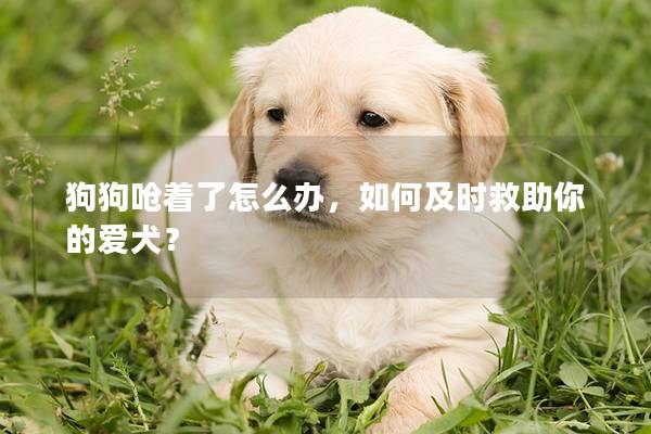 狗狗嗆著了怎么辦，如何及時(shí)救助你的愛犬？
