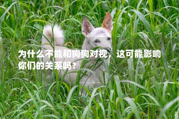 為什么不能和狗狗對視，這可能影響你們的關系嗎？