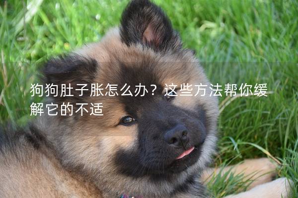 狗狗肚子脹怎么辦？這些方法幫你緩解它的不適