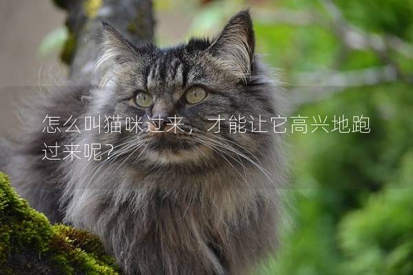怎么叫貓咪過來，才能讓它高興地跑過來呢？