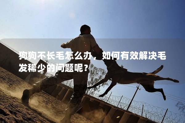 狗狗不長毛怎么辦，如何有效解決毛發稀少的問題呢？