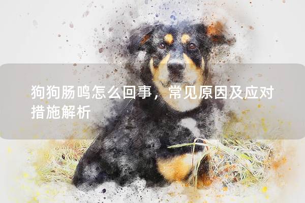 狗狗腸鳴怎么回事，常見原因及應對措施解析