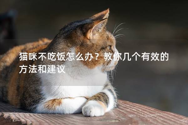 貓咪不吃飯怎么辦？教你幾個有效的方法和建議