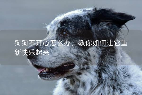 狗狗不開心怎么辦，教你如何讓它重新快樂起來