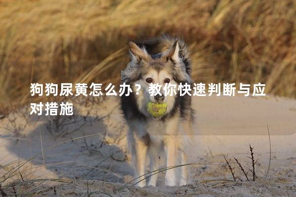 狗狗尿黃怎么辦？教你快速判斷與應對措施