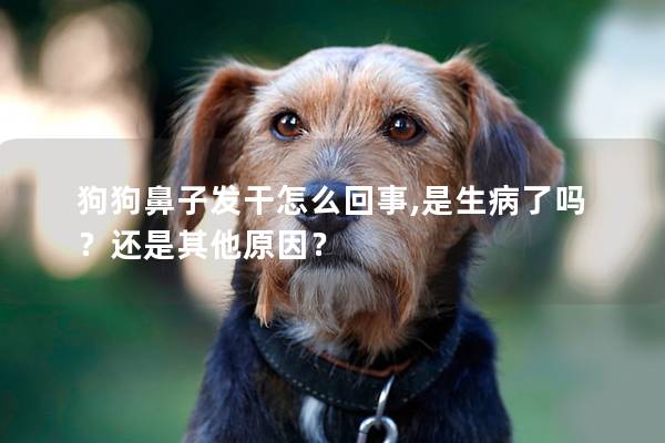 狗狗鼻子發干怎么回事,是生病了嗎？還是其他原因？